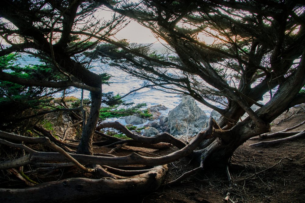 Evergreen trees with sprawling branches frame a rocky shoreline and ocean waves on the northern Pacific Coast and, Oregon, California, USA.