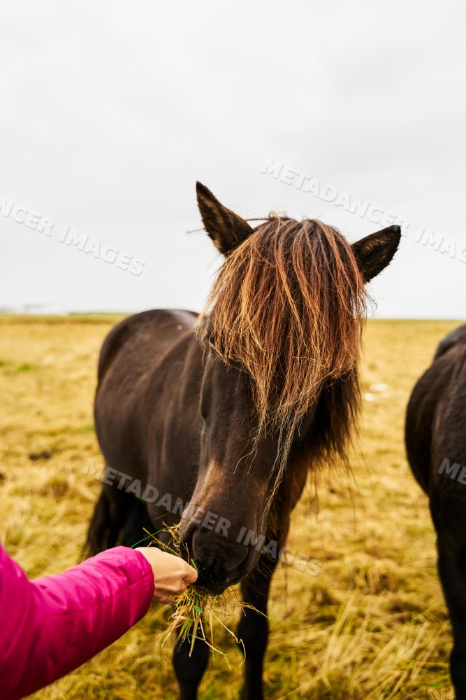 A horse eating grass from a person in a field in Iceland