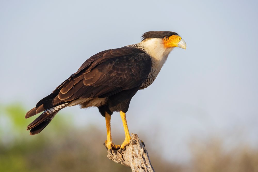 Caracara bird with black feathers and white neck perched on a tree branch at Santa Clara Ranch, South, Wildlife, McCook, Texas, USA.