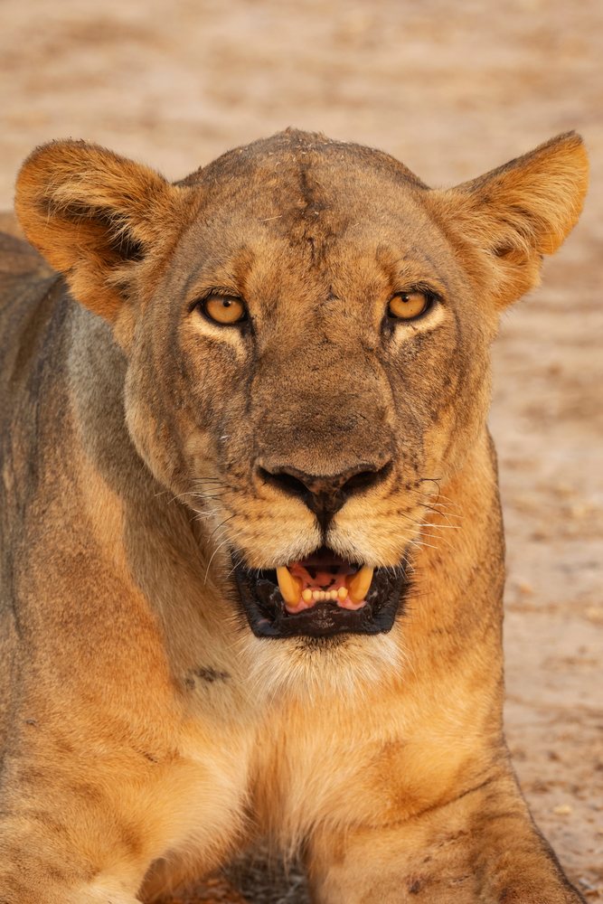 Close-up portrait of a Lioness resting on the savanna ground, Wildlife, Mfuwe, South Luangwa National Park, Zambia.