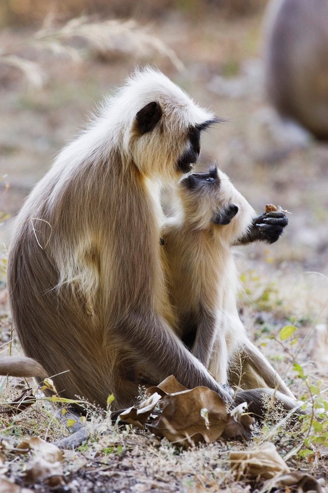 Two langurs sit closely on a forest floor covered with dry leaves and grass, interacting gently.