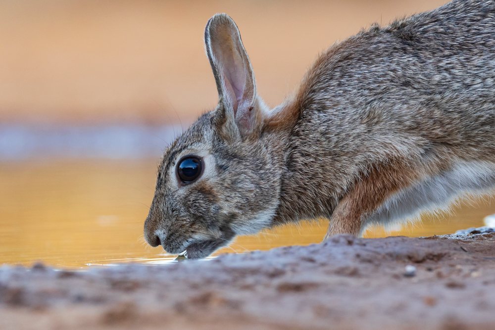 Cottontail rabbit drinks water at a waterhole, Wildlife, McCook, Texas, USA.