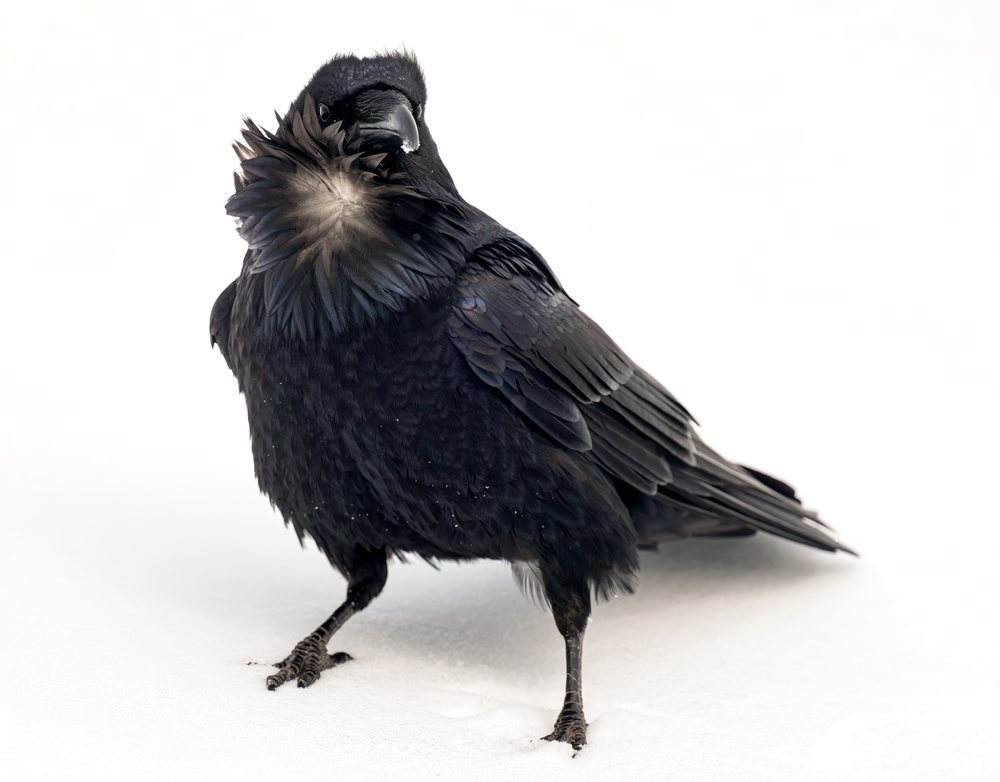 Raven standing on snow showing glossy black feathers and a detailed beak in a natural outdoor USA setting, wildlife.