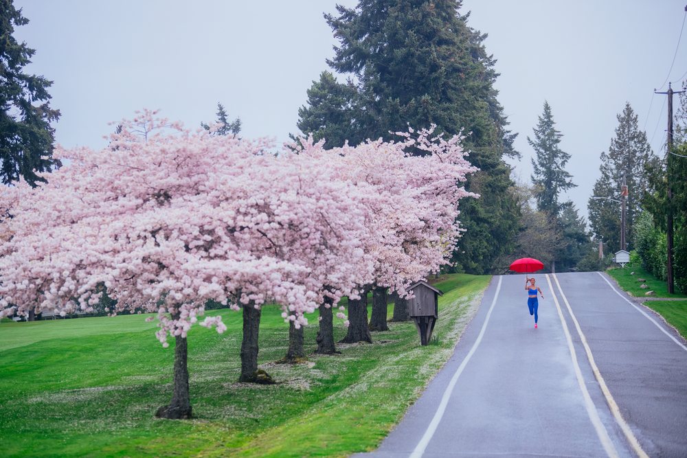 Woman runs with a red umbrella on a rainy, hilly road lined with cherry blossom trees and green grass, USA.