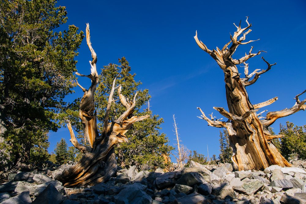 Ancient bristlecone pine trees grow among granite rocks in a high-elevation mountain forest under a clear blue sky in California, Great Basin, endorheic watersheds, North America, USA.
