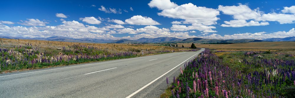 Country road winding through blooming purple and pink lupine flowers and grassland with distant mountains under a blue sky with white clouds.