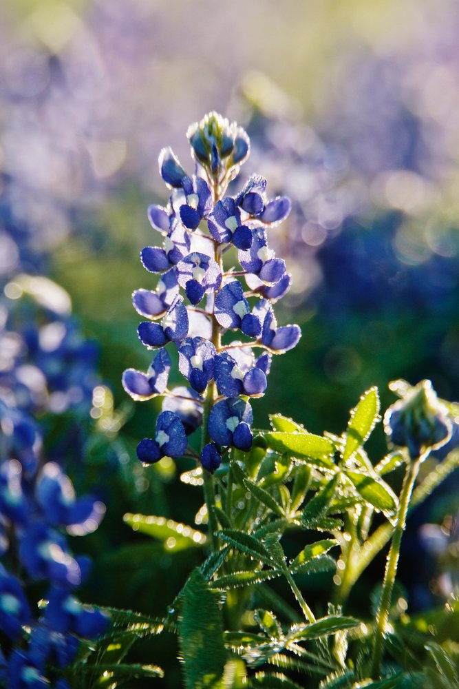 Texas bluebonnets blooming with morning dew in a wildflower field under early sunlight, USA.