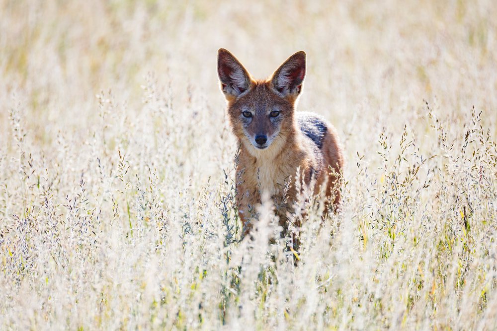 Black-Backed Jackal standing alert amid backlit grasses in Etosha National Park, landscape, wildlife, Dolomite Camp, Kunene Region, Namibia.