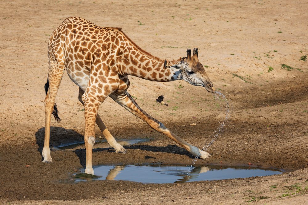 Giraffe with a spotted coat drinks water from a pond, while a bird flies nearby over dry soil in a savannah environment, Wildlife, Mfuwe, South Luangwa National Park, Zambia.