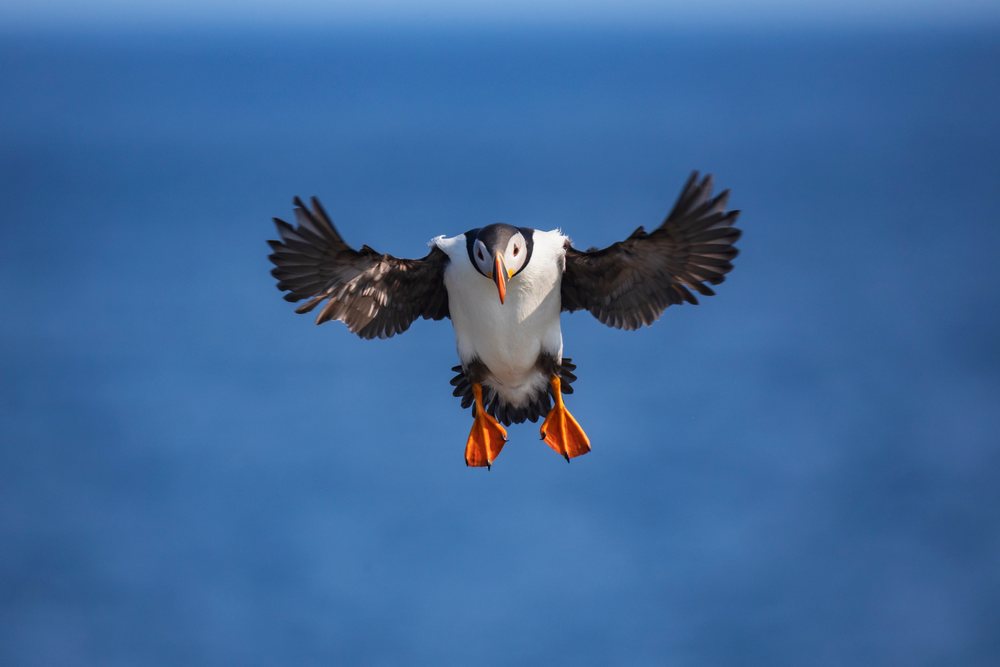 Atlantic Puffin flying with wings spread over the sea, Landscape, Cityscape, Lifestyle, Elliston, Newfoundland & Labrador, Canada.