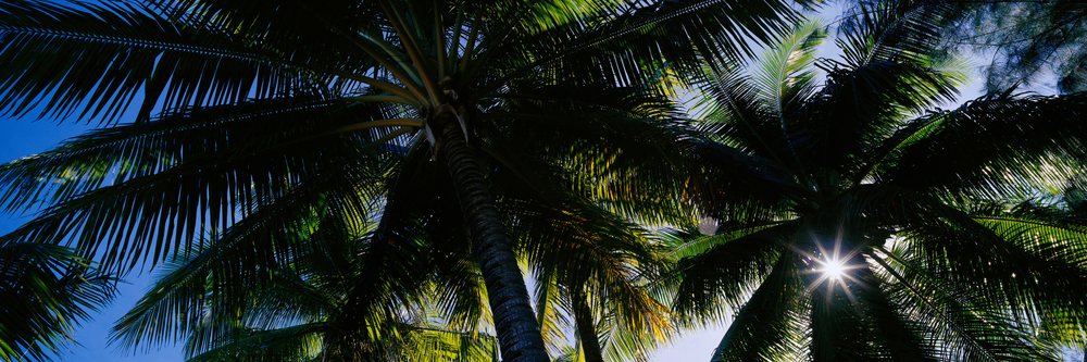 Sunlight filters through green coconut palm leaves against a clear blue sky outdoors.
