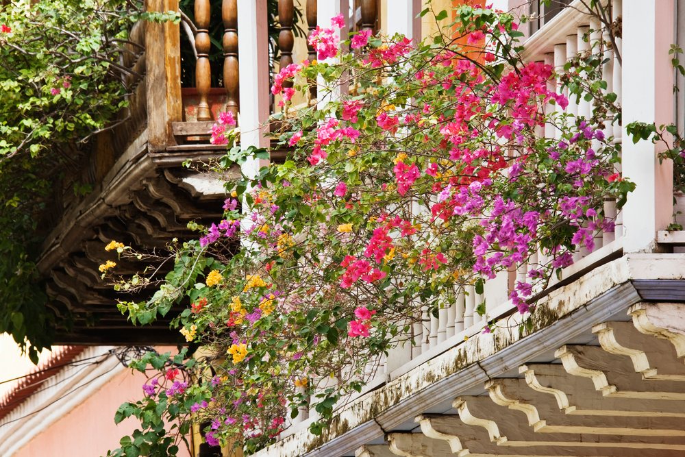Bougainvillea plants with pink, purple, and yellow flowers climbing on balconies with white balustrades in an outdoor setting.
