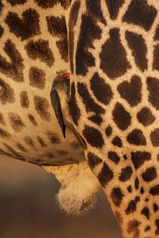 Oxpecker bird perched on the spotted skin of a Giraffe, Wildlife, Mfuwe, South Luangwa National Park, Zambia.