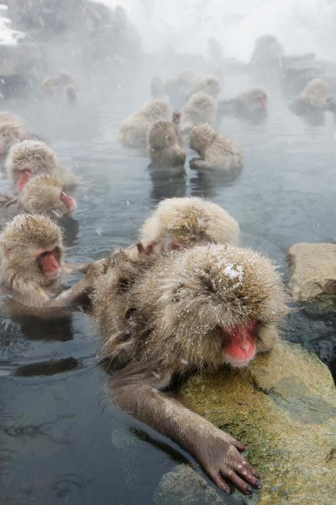 Japanese macaques relax in a steaming hot spring amid snow, Jigokudani Onsen, Nagano, Japan.