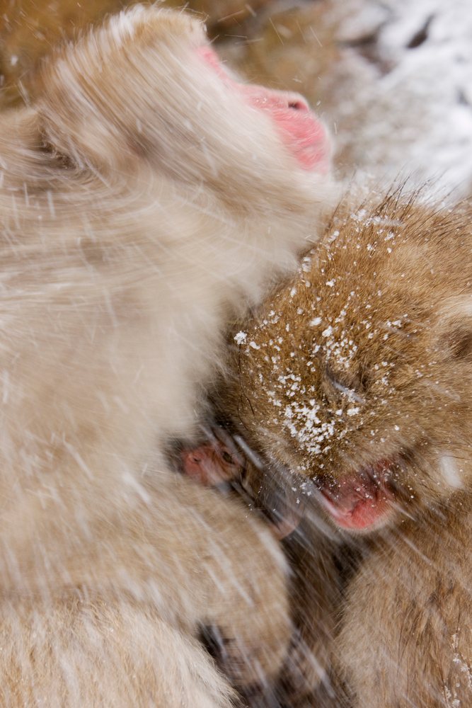 Two Japanese macaques with snow on their fur huddle closely outdoors in snowy Jigokudani, Nagano, Japan.
