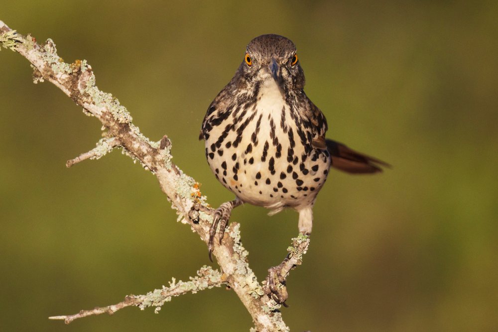 Brown Thrasher bird perched on a lichen-covered branch in natural habitat at Santa Clara Ranch, Wildlife, Rio Grande City, Texas, USA.