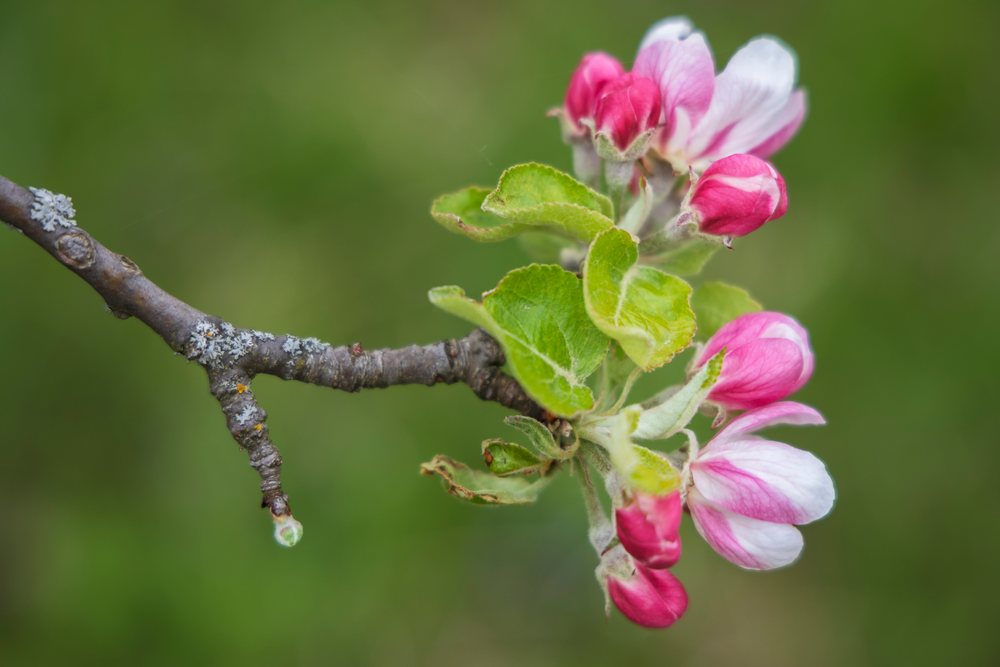 Cluster of apple blossoms with pink buds and green leaves on a branch, landscape, cityscape, Slovenia.