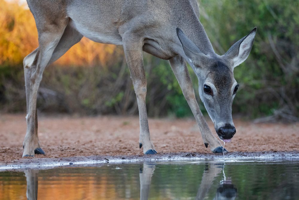 White-tailed deer doe drinking at a waterhole in Santa Clara Ranch during natural morning light, Wildlife, Rio Grande Valley, Texas, USA.
