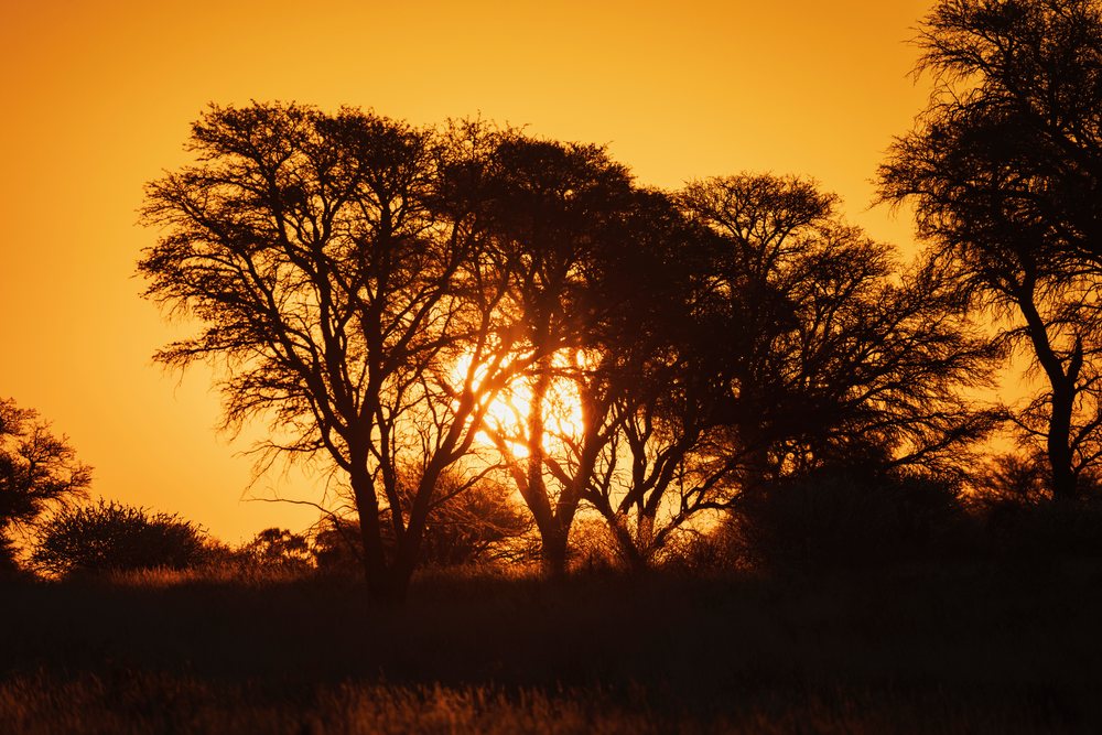 Sunset with bright orange sky glowing through silhouetted acacia trees in the Kalahari Desert's natural savanna landscape, Wildlife, Vanzylsrus, Northern Cape, South Africa.
