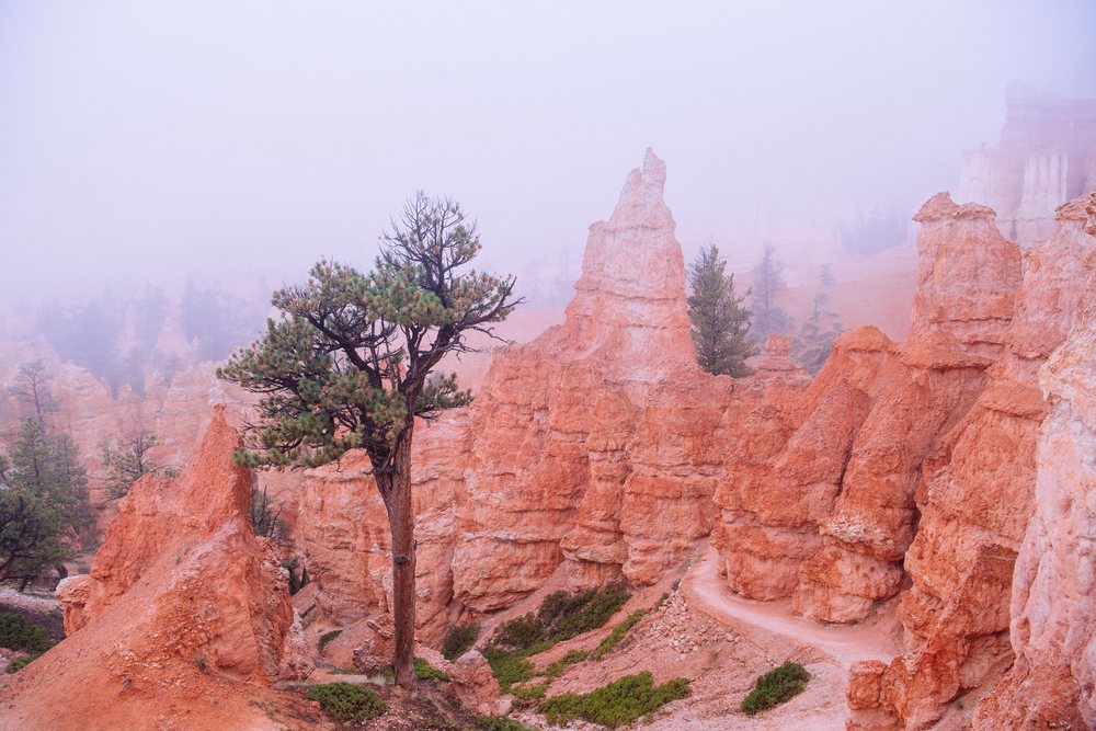 Red rock hoodoo formations and pine trees stand among mist and green vegetation along a dirt hiking trail at Bryce Canyon National Park, Utah, USA.