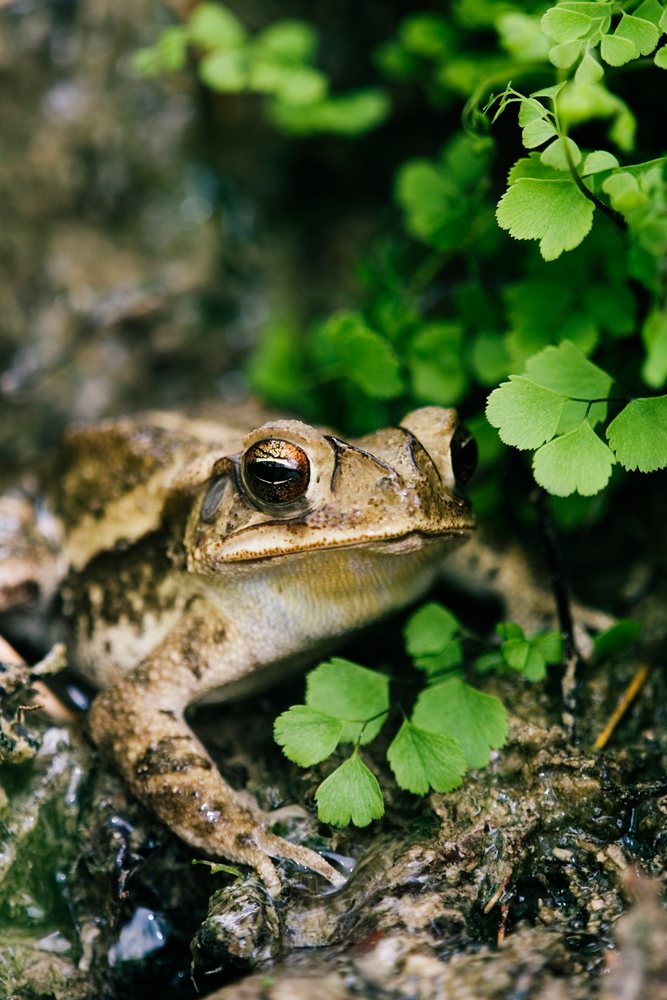Close-up of a brown toad resting on wet ground near green leaves in a natural outdoor habitat, wildlife, Texas, USA.