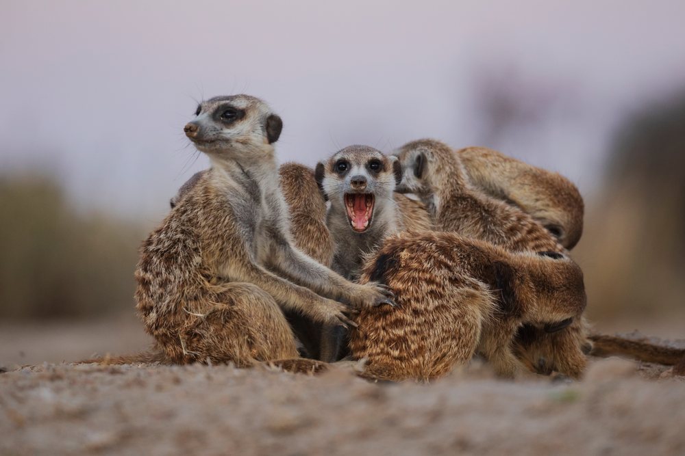 Group of meerkats huddles closely together on sandy ground at the Kalahari Research Center in South Africa's Kalahari Desert, exhibiting social behavior in their natural habitat, Wildlife, Vanzylsrus, Northern Cape.