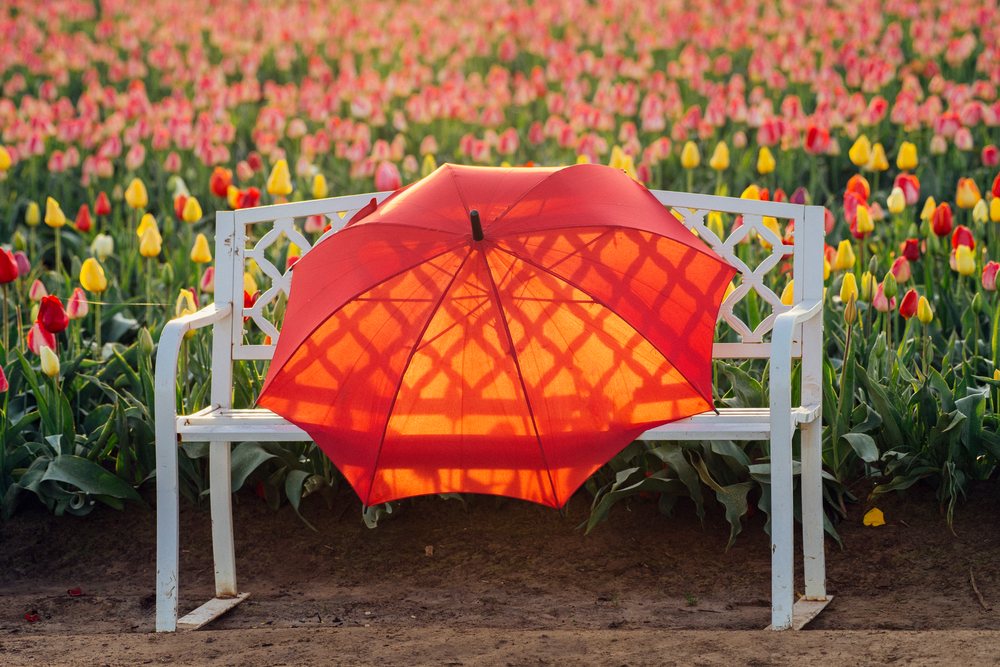 Red umbrella leans on a white bench amid a colorful tulip field in the USA under sunlight.