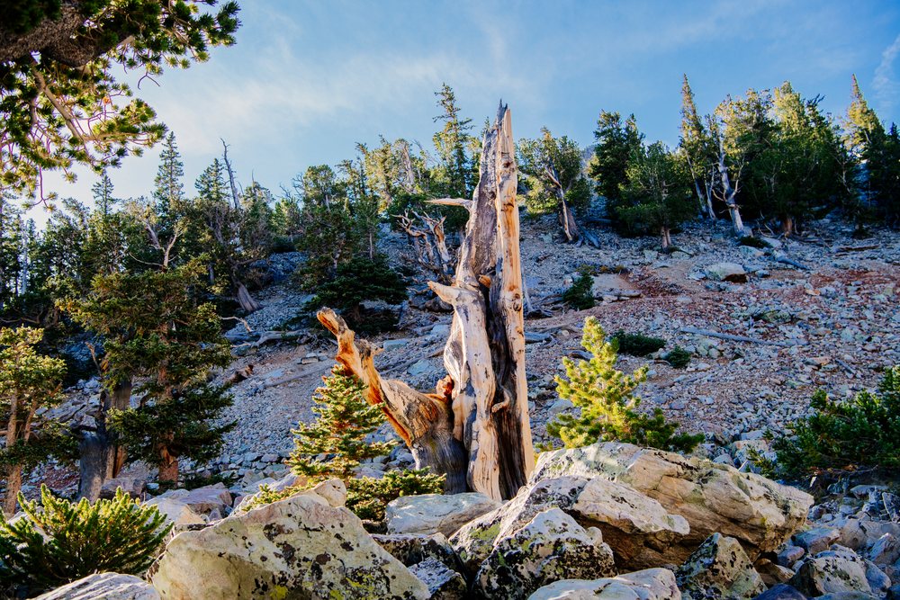 Dead tree trunk stands among evergreen shrubs and pine trees on a rocky mountain slope under a clear blue sky in a natural forest setting, Great Basin, endorheic watersheds, North America, USA.