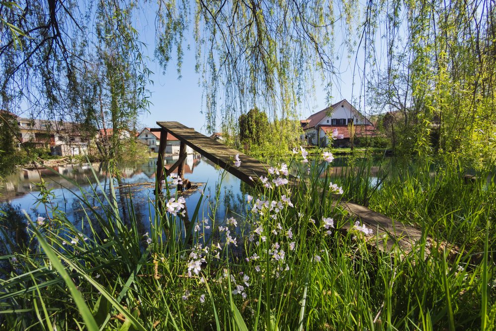 Wooden bridge over a pond with flowers and willow trees reflecting in the water, landscape, cityscape, Krka, Slovenia.