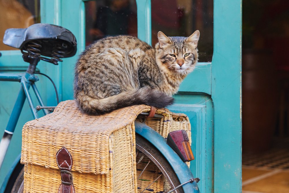 Brown tabby Cat resting on a wicker basket attached to the rear of a bicycle outside a teal door with glass panels, Lifestyle, Landscape, Culture, Marrakech, Marrakesh-Safi Region, Morocco.