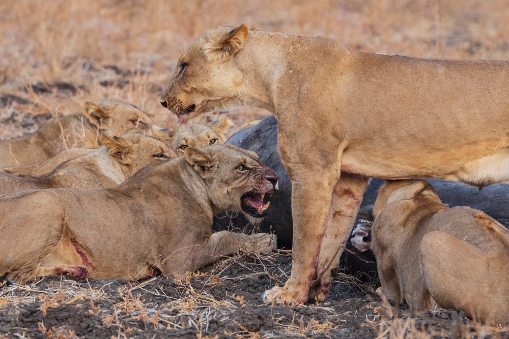 Lionesses feeding on a cape buffalo carcass in the dry grass savannah of, Wildlife, Mfuwe, South Luangwa National Park, Zambia.