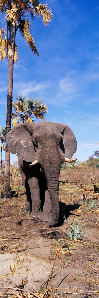 Elephant stands facing forward on dry savanna soil with tall palm trees and a clear blue sky in its natural habitat.