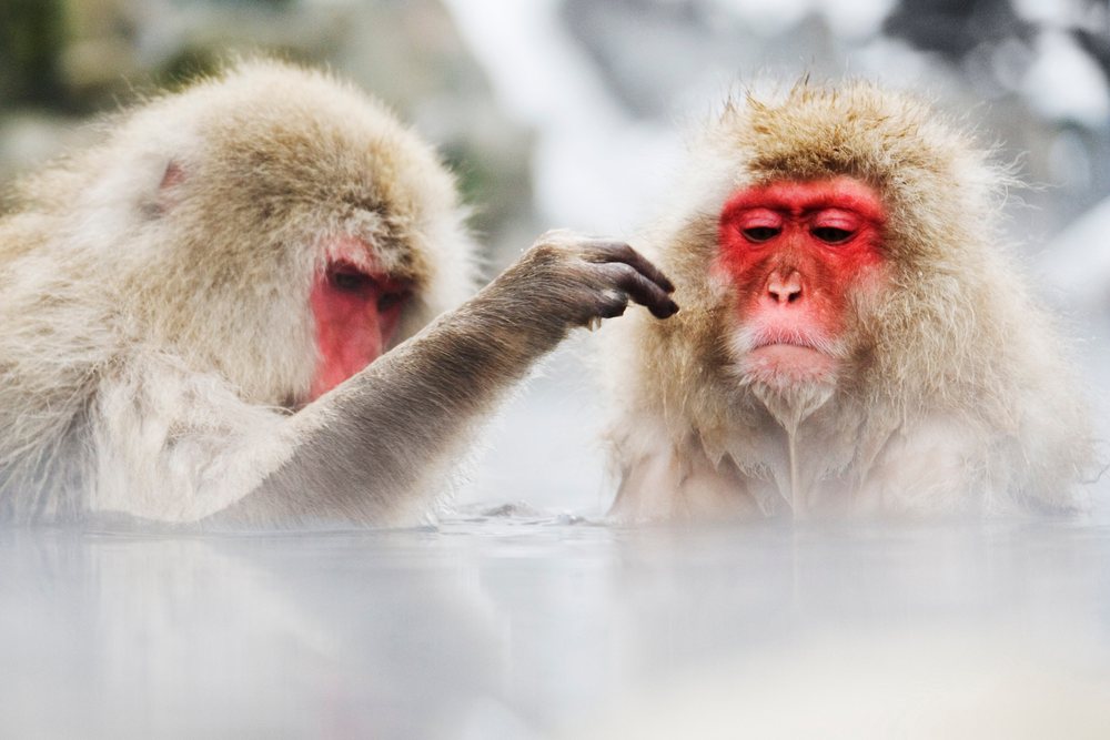 Two Japanese macaques with red faces and thick fur rest and groom each other in steaming natural hot spring water, Nagano, Japan.
