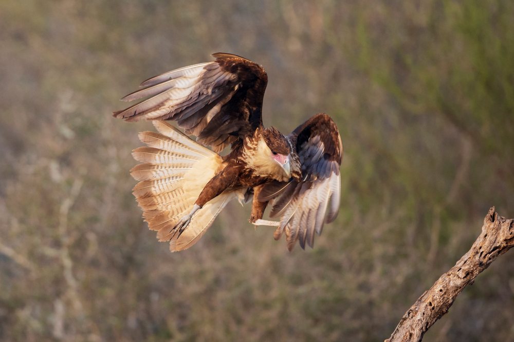 Juvenile crested caracara landing on a dead tree branch in a natural outdoor setting, Wildlife, McCook, Texas, USA.