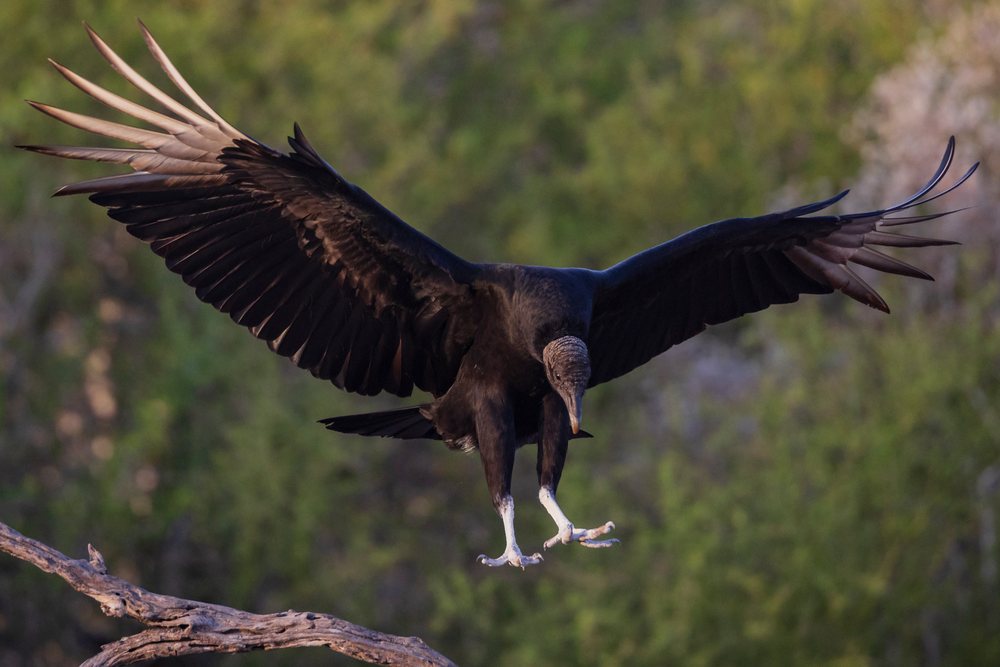 Black Vulture in Flight descending toward a tree branch at Santa Clara Ranch, USA amid green foliage, Wildlife, McCook, Texas.
