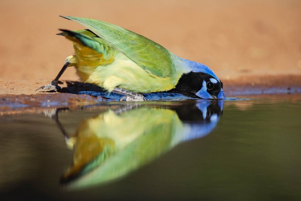 Green jay drinking water at Waterhole on Ranch, Wildlife, Rio Grande City, Texas, USA.