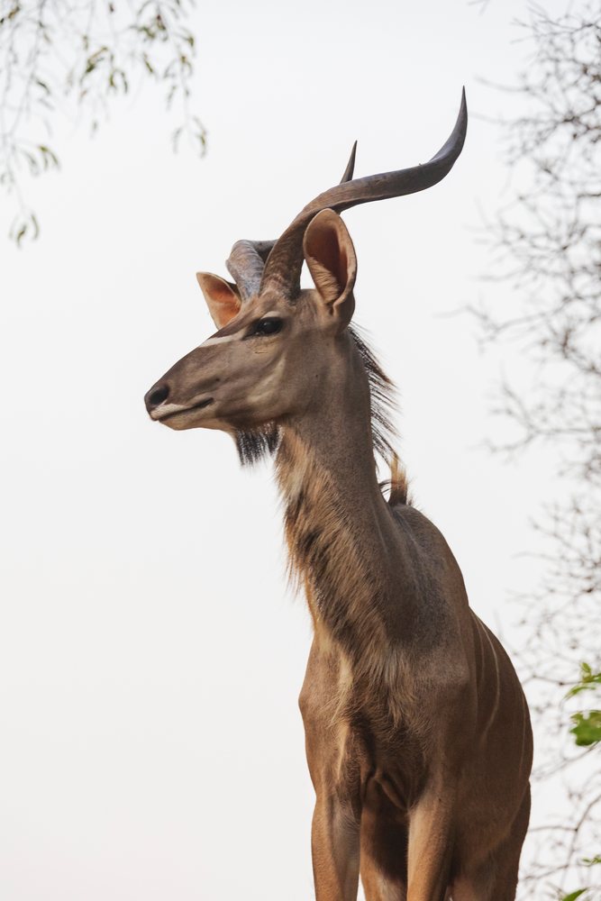 Kudu Antelope with spiraled horns standing in its natural habitat, Wildlife, Mfuwe, South Luangwa National Park, Zambia.
