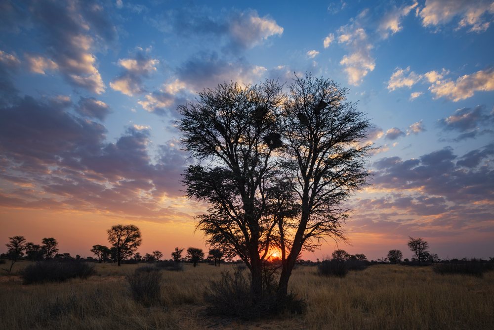 Sunset with orange and purple sky behind acacia trees in the dry savanna grassland at Kalahari Research Center, Wildlife, Vanzylsrus, Northern Cape, South Africa.