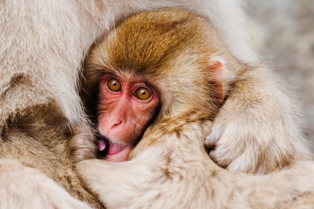 Baby Japanese macaque closely nestled in mother's fur in a winter wildlife scene, Japan, Asia.