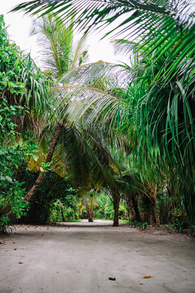 A sandy tropical path lined with palm trees and greenery