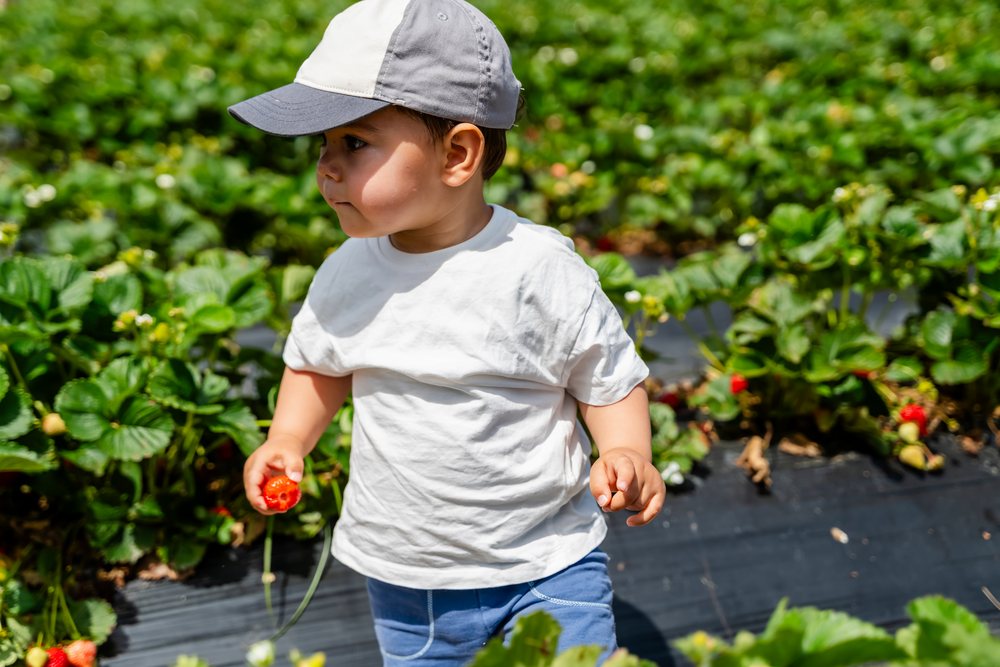 Child holding a freshly picked strawberry in an outdoor strawberry field in Spain during summer, kids.