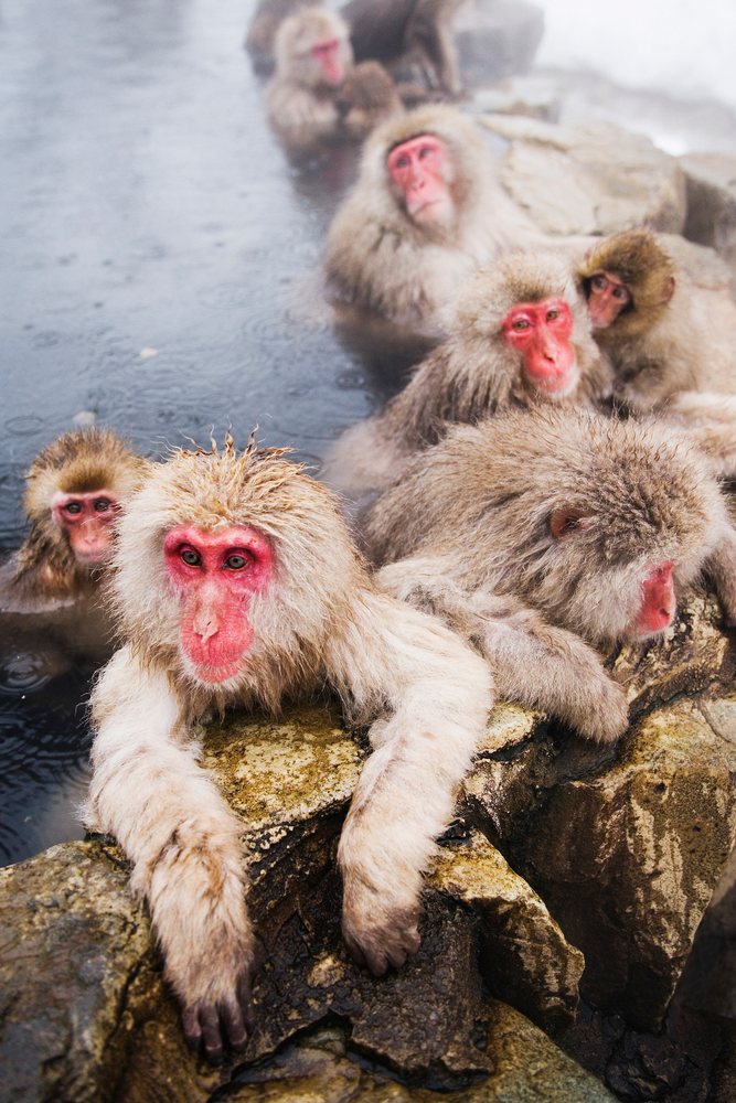 Japanese macaques with red faces and thick fur relax in a steaming hot spring, winter, wildlife, Japan, Asia.