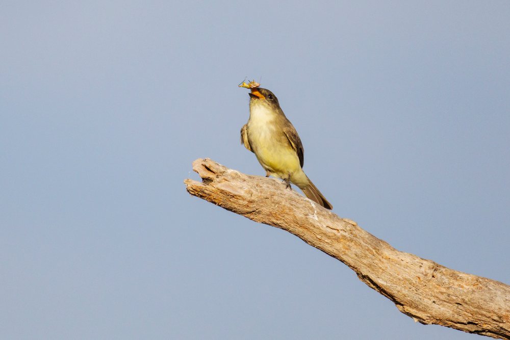 Eastern phoebe bird perched on a dry tree branch holding a Grasshopper in its beak, Wildlife, Rio Grande Valley, Texas, USA.