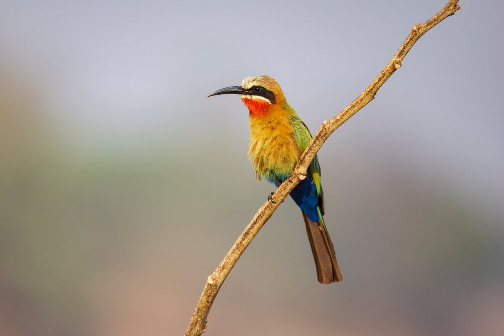 White-Fronted Bee-Eater with vibrant red throat and yellow chest perched on a bare branch, Wildlife, Mfuwe, South Luangwa National Park, Zambia.