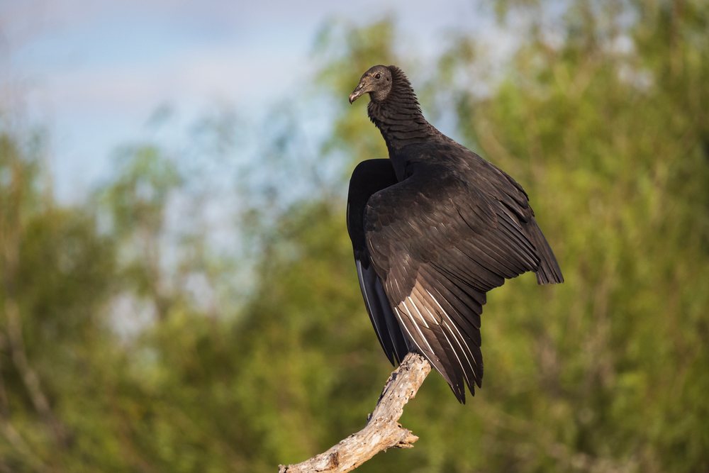 Black vulture perched on a dead branch in natural habitat, Wildlife, Rio Grande Valley, Texas, USA.