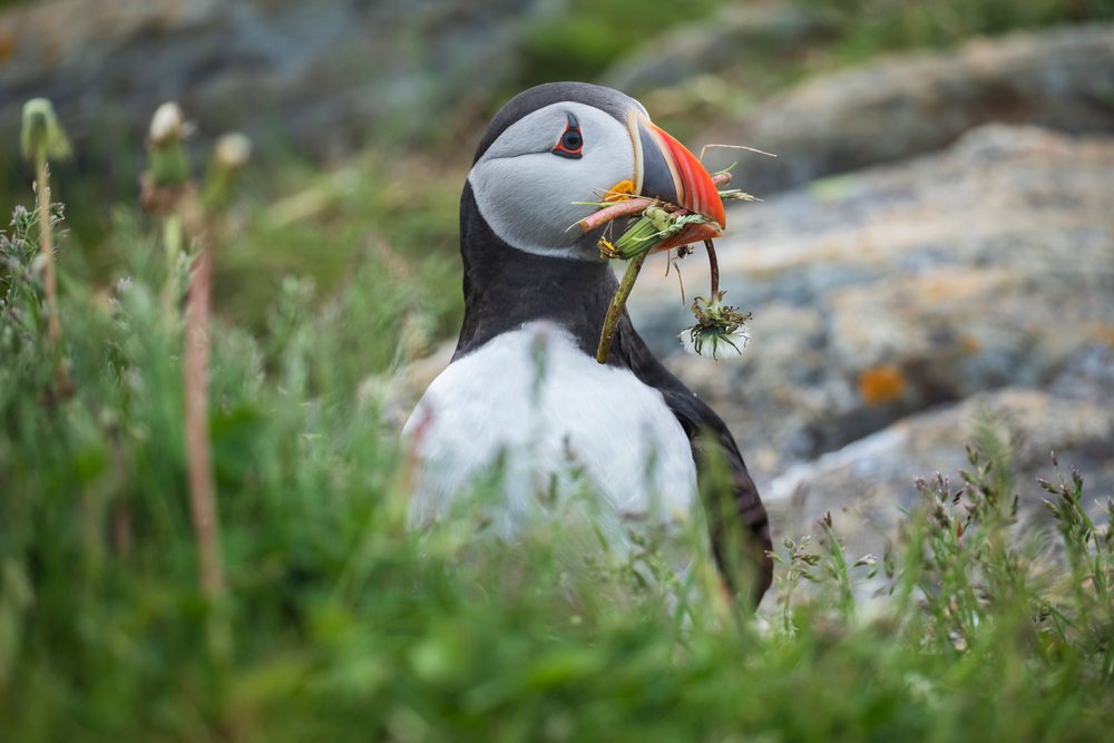 Male Puffin holds grasses and flowering plant material in its beak among rocks and green foliage, Landscape, Cityscape, Lifestyle, Elliston, Newfoundland & Labrador, Canada.
