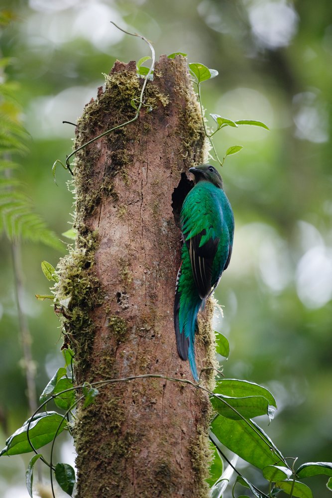 Resplendent quetzal perched on mossy tree trunk near a hole in the cloud forest of, Santa Elena, Costa Rica.
