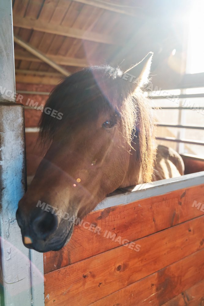 Brown horse peeks over wooden stall door inside stable in Iceland