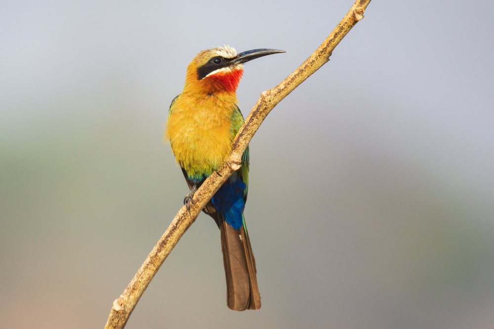 White-Fronted Bee-Eater with vibrant plumage perched on a dry branch, Wildlife, Mfuwe, South Luangwa National Park, Zambia.