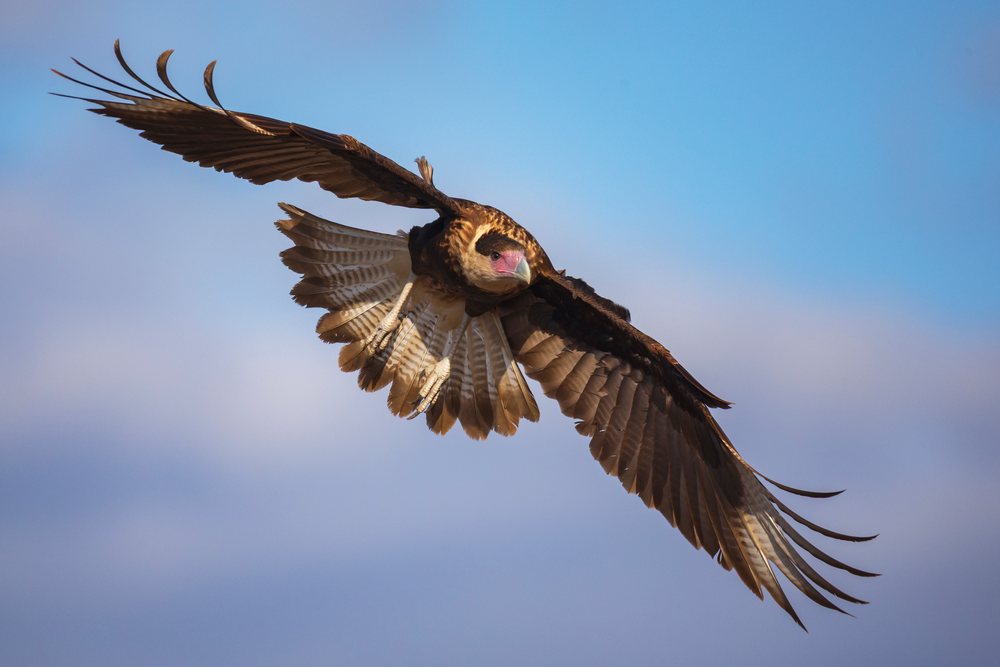 Crested Caracara with wings fully extended soaring in a clear blue sky over Santa Clara Ranch, Wildlife, Rio Grande Valley, Texas, USA.